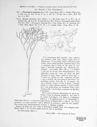 Peronospora parasitica image